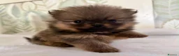 Volpino Pomerania cani in vendita: Bellissimi cuccioli di Pomerania  a Città metropolitana di Roma Capitale - Annuncio 17