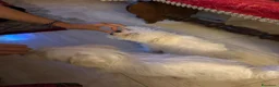 Maltese cani in vendita: Maltese Mini Toy  - Annuncio 5