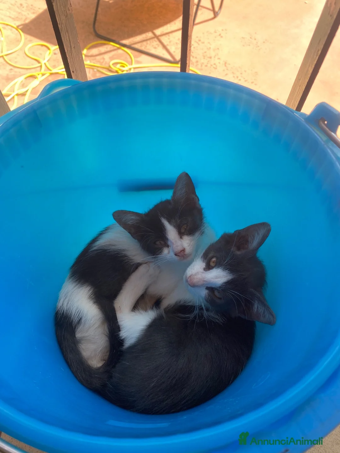 Europeo gatti in regalo: Milly e Molly cercano casa! - Annuncio 1