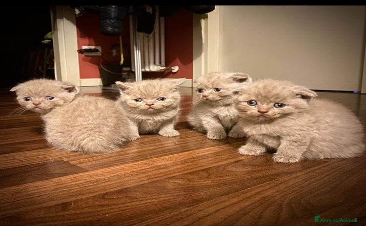 Scottish gatti - Annuncio 4
