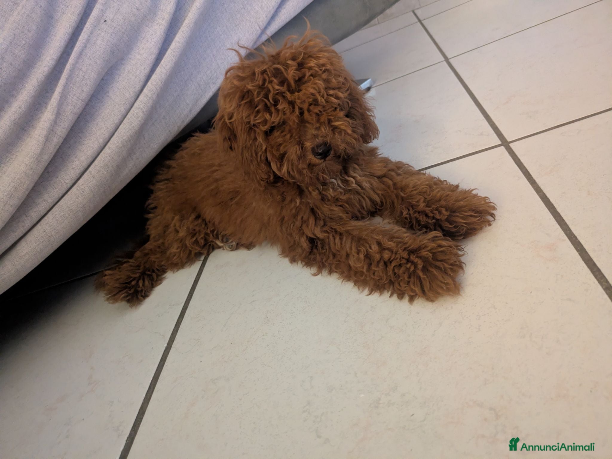 Barboncino Toy cani Barboncino Toy  - Annuncio 2