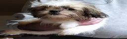 Shih Tzu cani in vendita: Cuccioli di shitzu  - Annuncio 2