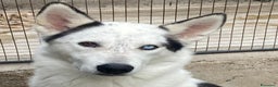 Husky cani in regalo: BLADE bellissimo incrocio HUSKY cerca adozione a Provincia di Latina - Annuncio 7