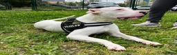 Dogo Argentino cani in regalo: ALBINO DOGO ARGENTINO - Annuncio 6