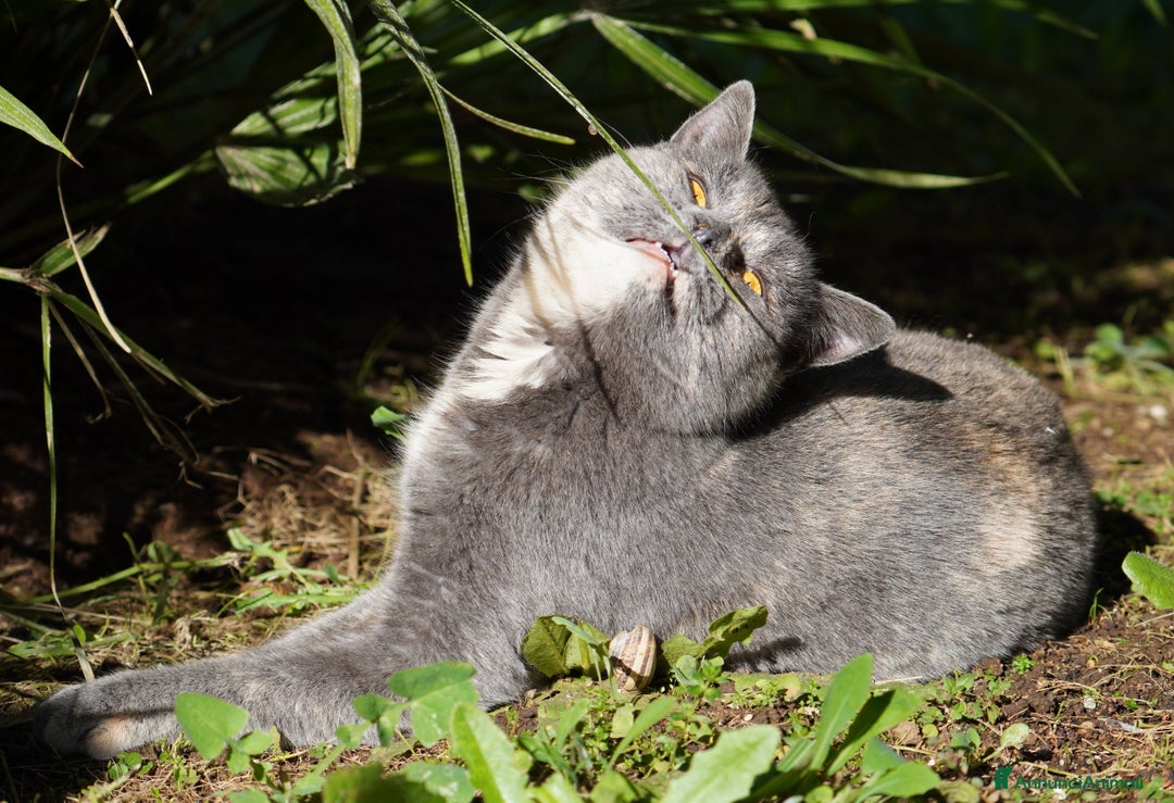 Meticcio gatti in regalo: Scheggia, gattina meravigliosa  - Annuncio 4