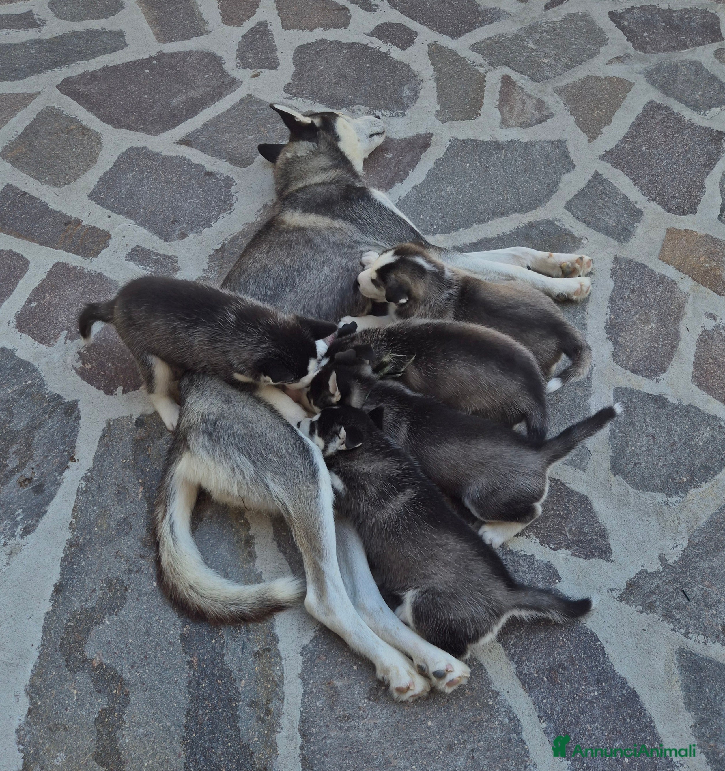 Husky cani Cuccioli di siberian husky  - Annuncio 4
