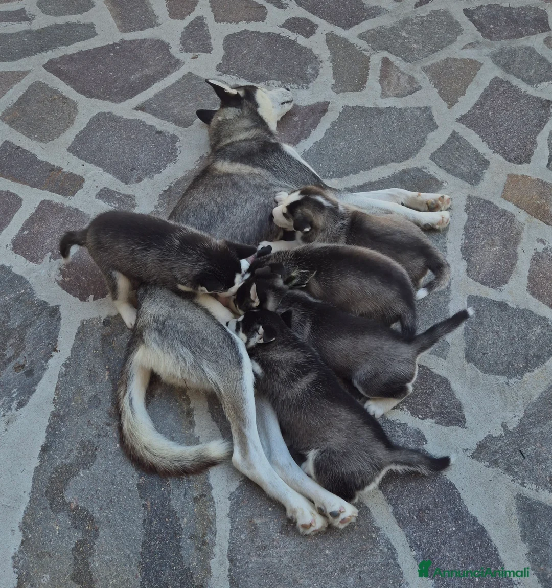 Husky cani in vendita: Cuccioli di siberian husky  - Annuncio 2