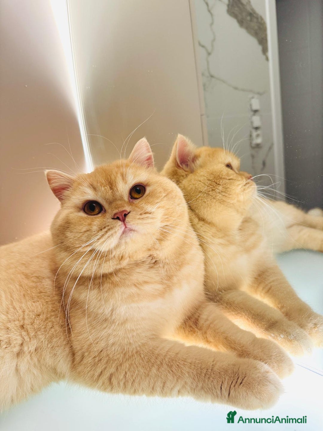 Scottish gatti in vendita: Scottish straight  - Annuncio 5