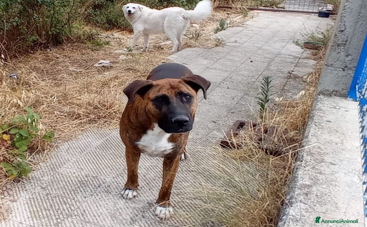 Altre razze cani - Annuncio 11