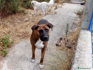 Altre razze cani MORGANA 5anni buona con le persone! tg grande - Annuncio 32