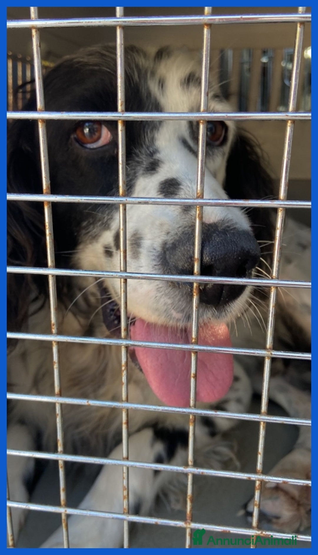 Setter Inglese cani in regalo: MADAGASCAR, SETTER SFORTUNATO FINITO IN GABBIA... a Città metropolitana di Milano - Annuncio 3