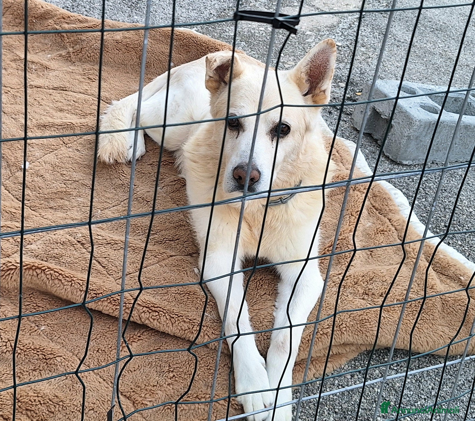 Meticcio cani Nonno Zeus 12 anni Taglia media  - Annuncio 37