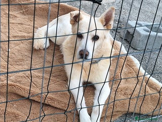 Meticcio cani Nonno Zeus 12 anni Taglia media - Annuncio 35