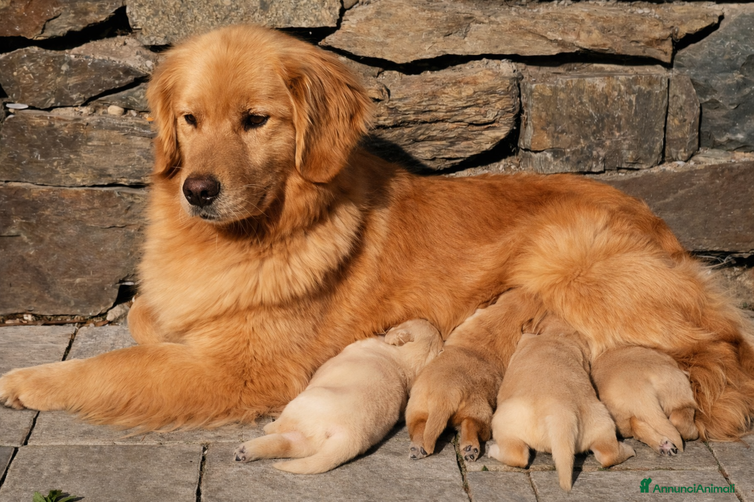 Golden Retriever cani Golden retriever americani 100% - Annuncio 1