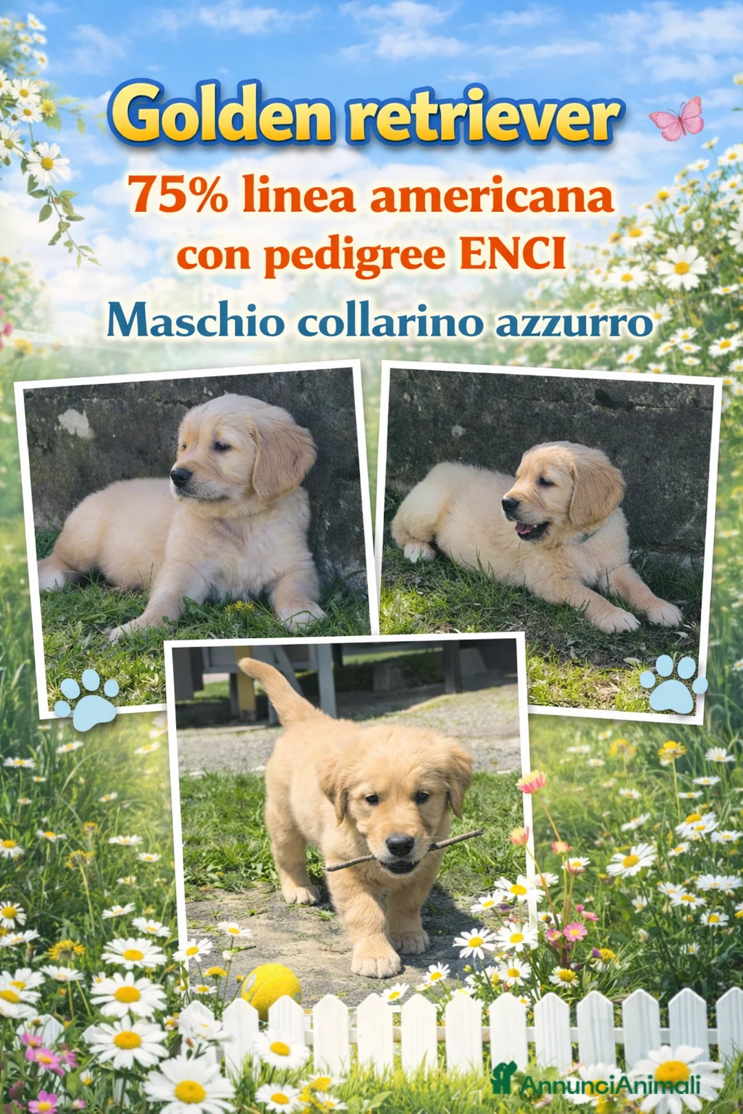Golden Retriever cani in vendita: Cuccioli di Golden retriever con pedigree ENCI  - Annuncio 2