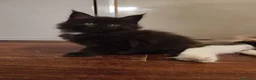 Maine Coon gatti in vendita: Meravigliose sorelline Maine coon  - Annuncio 4