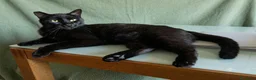 Europeo gatti in regalo: Giovane gatto nero cerca casa - Annuncio 4