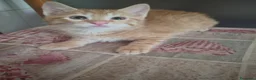 Europeo gatti in regalo: Dono gattini rossi a Provincia di Salerno - Annuncio 4