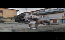 American Staffordshire cani in regalo: Amstaff maschio  - Immagine 5