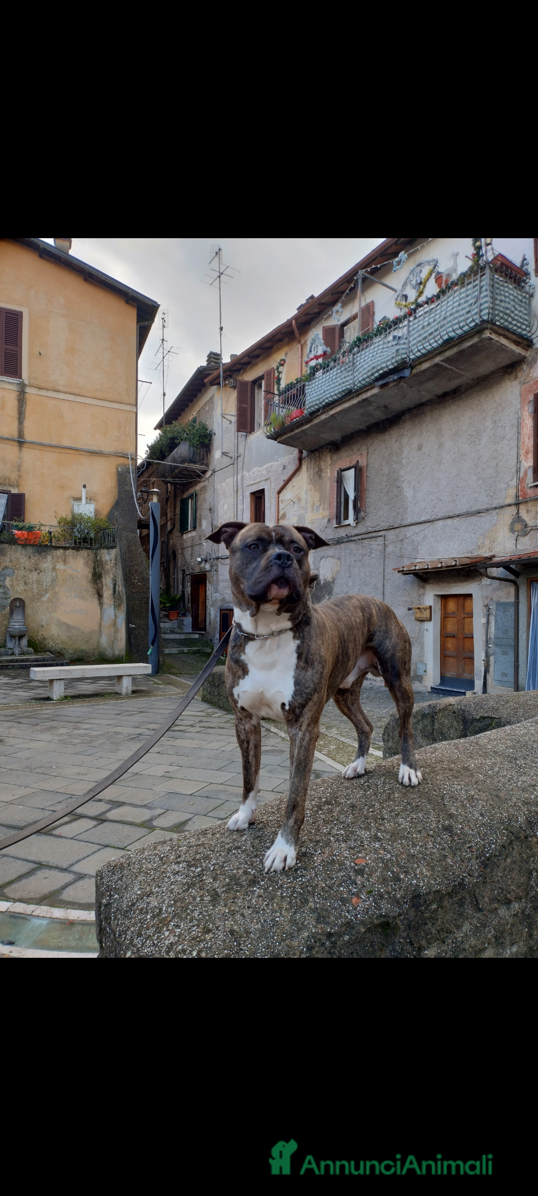 American Staffordshire cani in regalo: Amstaff maschio  - Immagine 5
