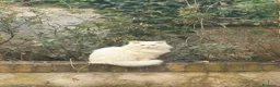 Angora turco gatti per accoppiamento: Angora Turco - Annuncio 2