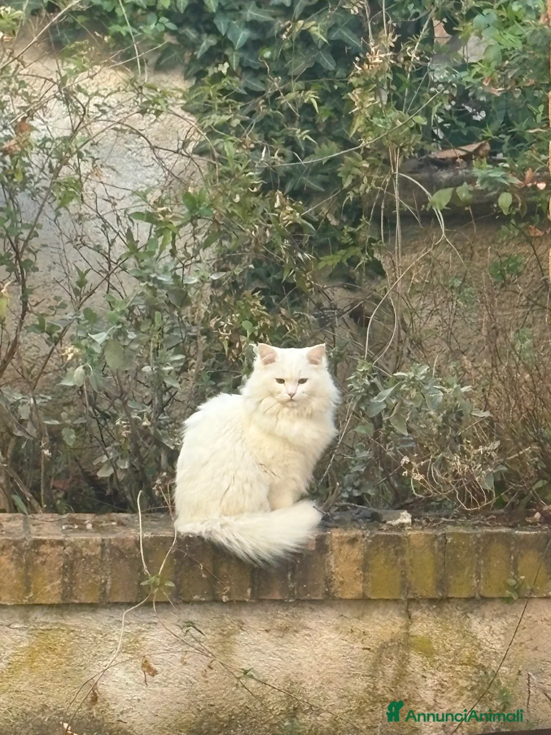 Angora turco gatti per accoppiamento: Angora Turco - Annuncio 2