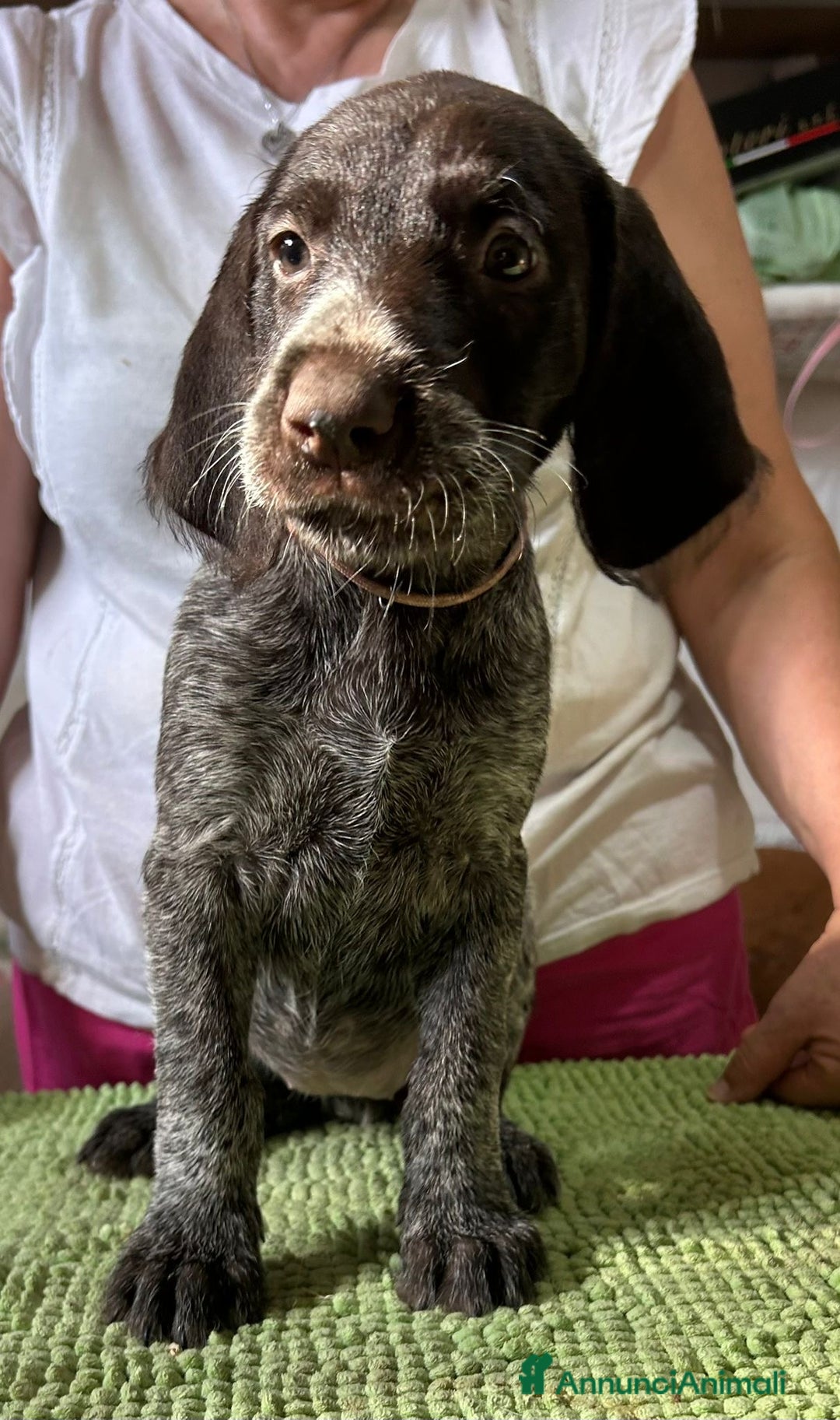 Drahthaar cani in vendita: Cuccioli di Drahthaar  a Provincia di Pordenone - Immagine 12