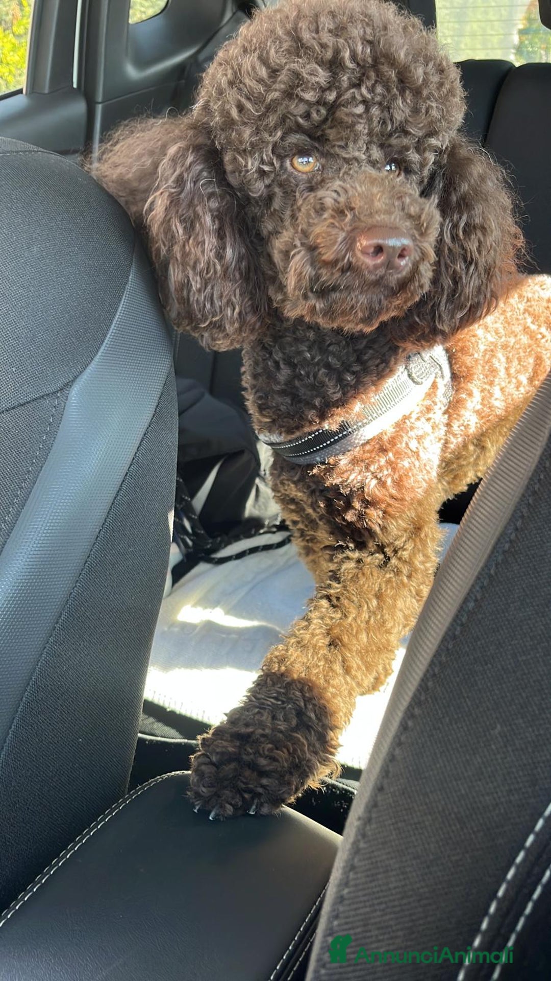 Barboncino cani per accoppiamento: Barboncino nano con pedigree per monta - Immagine 2