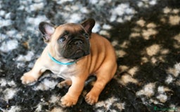 Bulldog Francese cani in vendita: Bulldog francese  a Provincia di Ascoli Piceno - Immagine 11