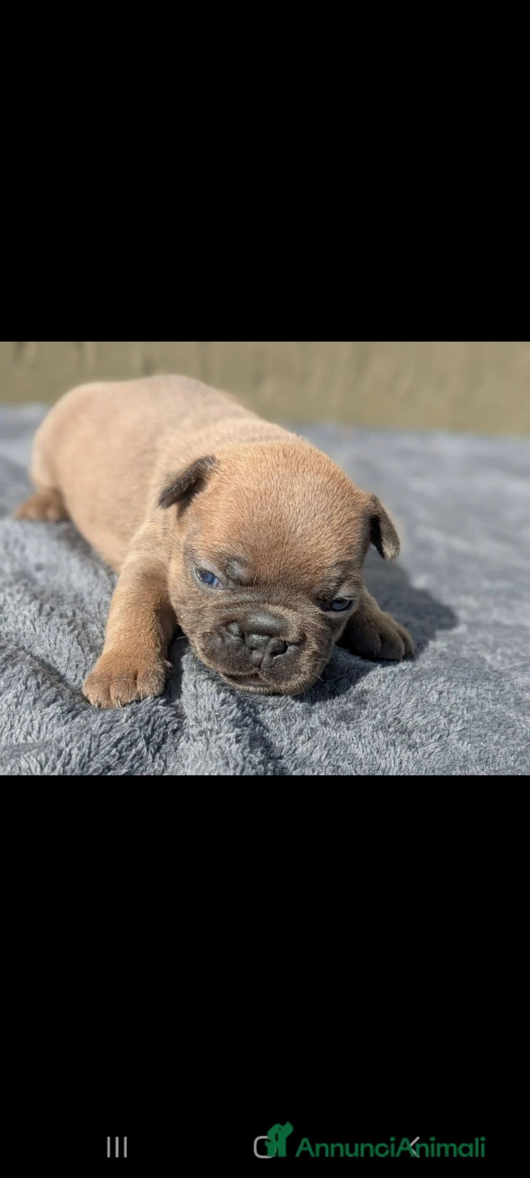 Bulldog Francese cani in vendita: Bulldog francese blu and tan - Annuncio 1