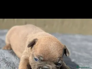 Bulldog Francese cani Bulldog francese blu and tan - Annuncio 2
