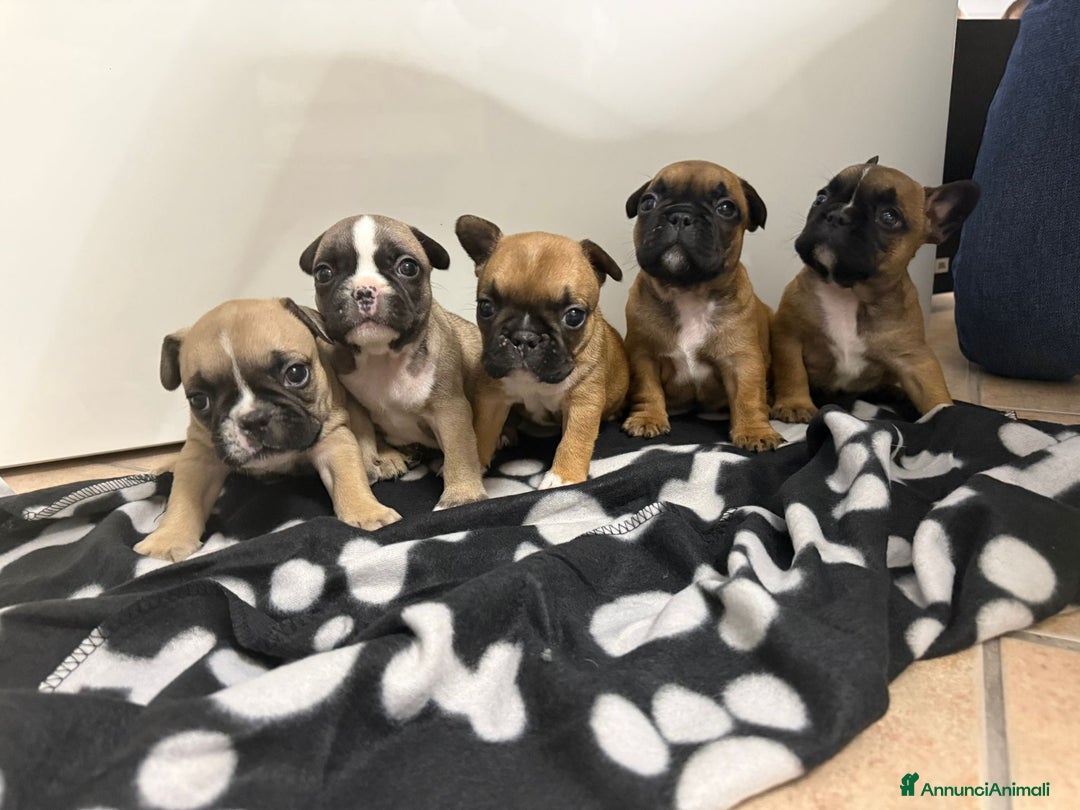 Bulldog Francese cani in vendita: Cuccioli di Buldog francese  - Annuncio 13