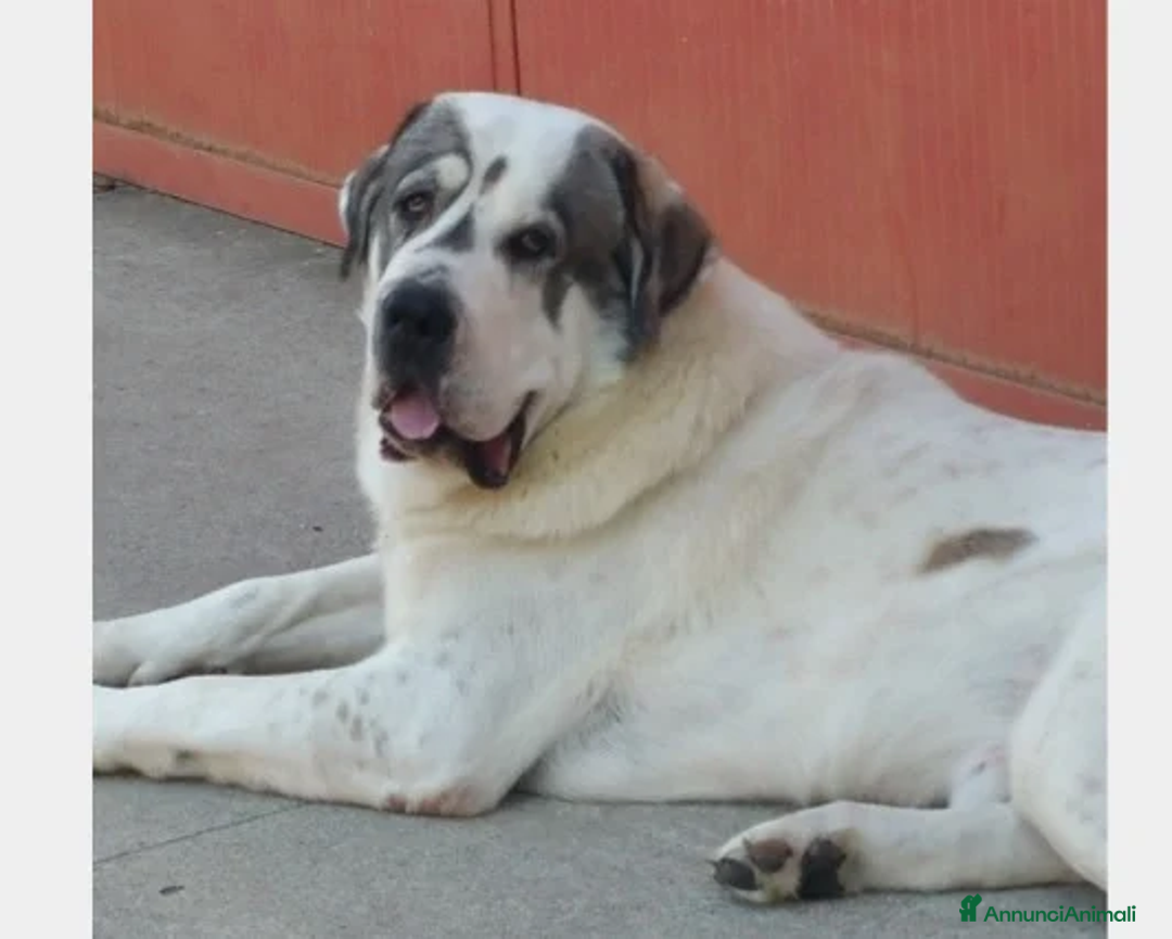 Immagine della galleria {{count}}