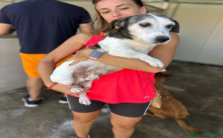 Jack Russell cani a Provincia di Bergamo - Annuncio 17