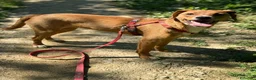 Meticcio cani in regalo: NATALIE, cucciola DOLCISSIMA! Tg medio piccola - Annuncio 10