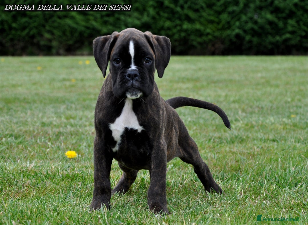 Boxer cani in vendita: BOXER CUCCIOLI DISPONIBILI - Annuncio 8