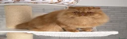 Persiano gatti in vendita:  Annarita Oh, Bambina! - Annuncio 3