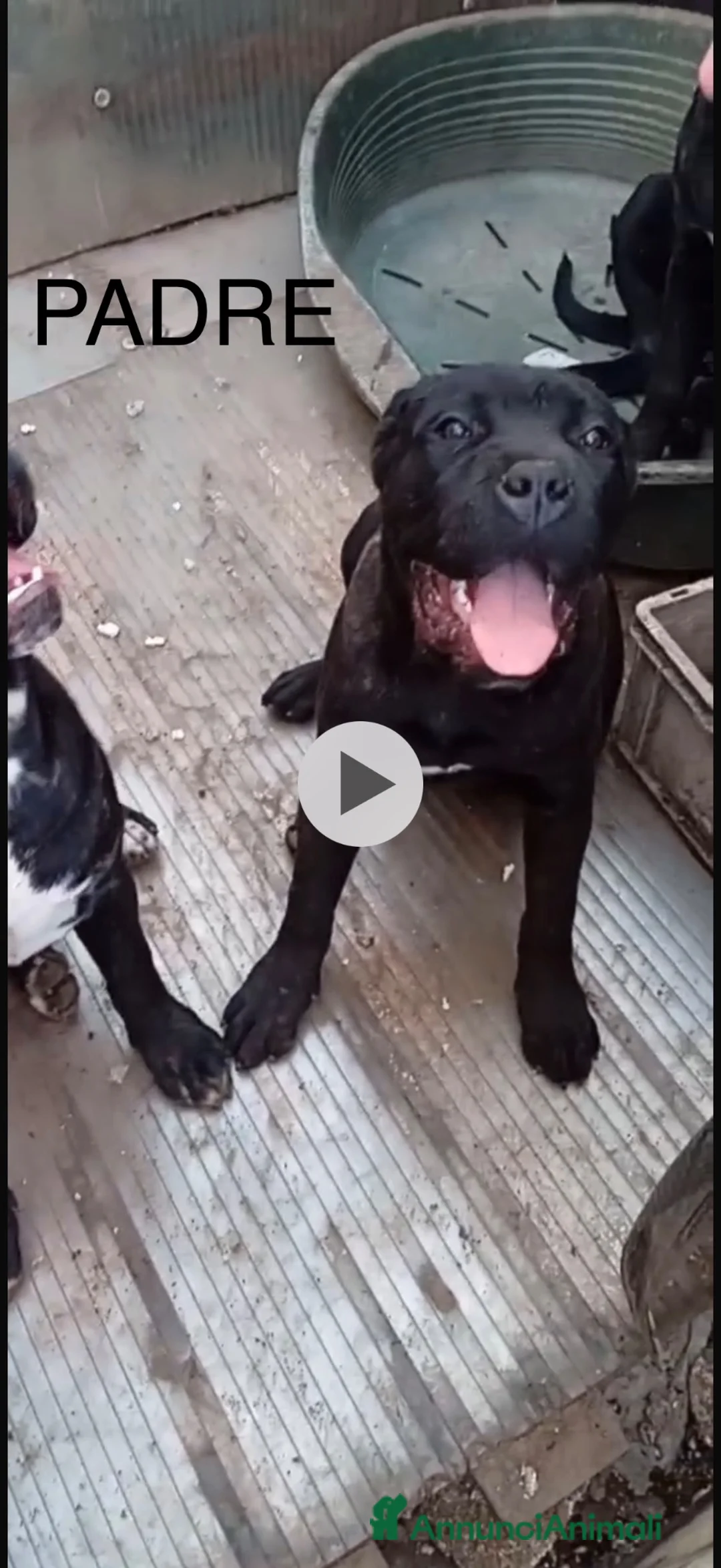 Cane Corso cani in vendita: cuccioli cane corso femmine 2 mesi  - Annuncio 4