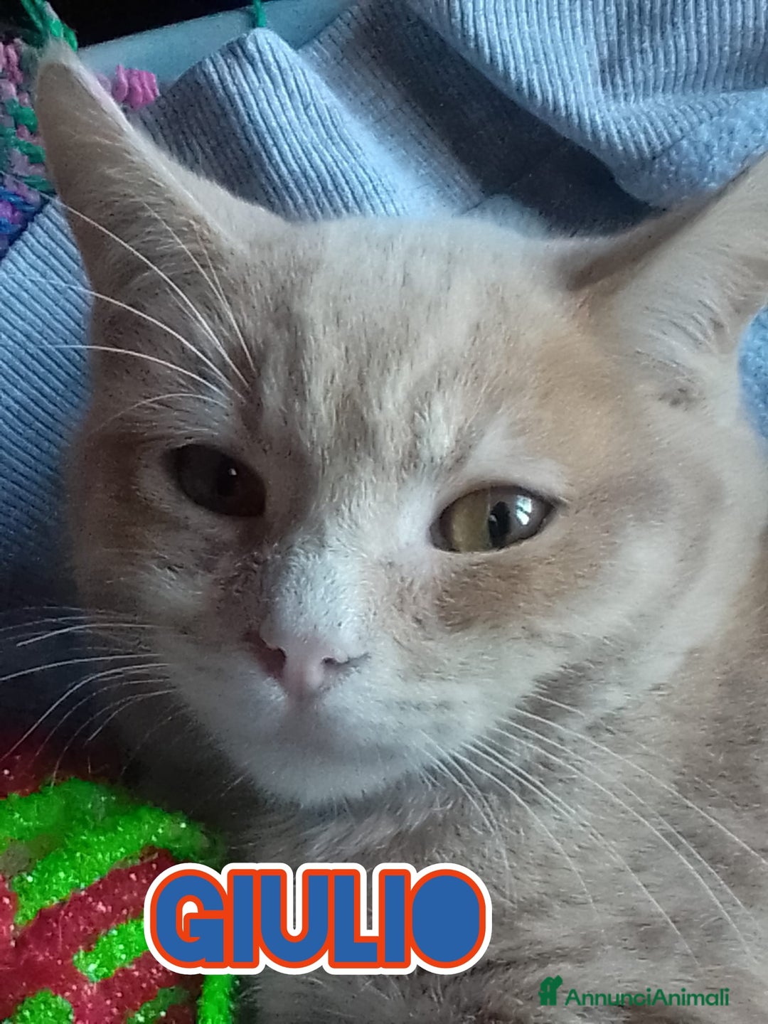 Europeo gatti in regalo: GIULIO DOLCISSIMO GATTINO - Annuncio 2