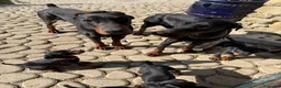 Dobermann cani in vendita: Meravigliosi cuccioli di Doberman disponibili  - Annuncio 6