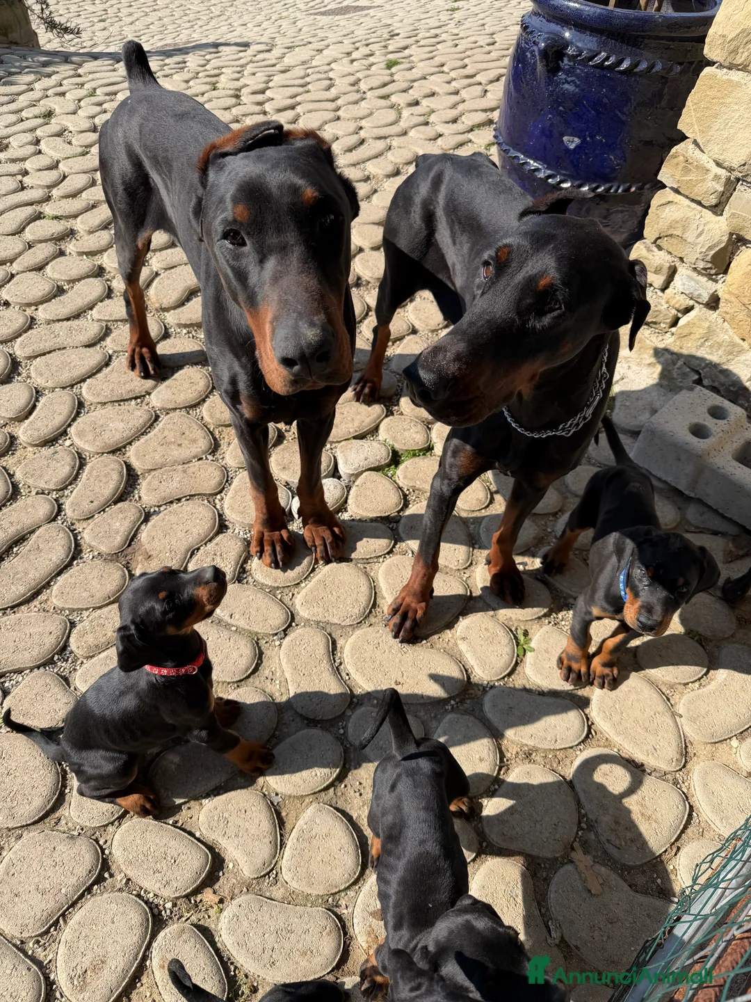 Dobermann cani in vendita: Meravigliosi cuccioli di Doberman disponibili  - Annuncio 6