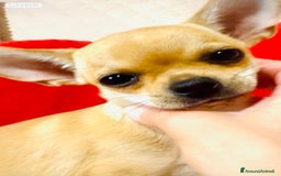 Chihuahua cani in vendita: Maschietto pedigree Enci/Fci RIMBORSO SPESE a Città metropolitana di Roma Capitale - Immagine 8