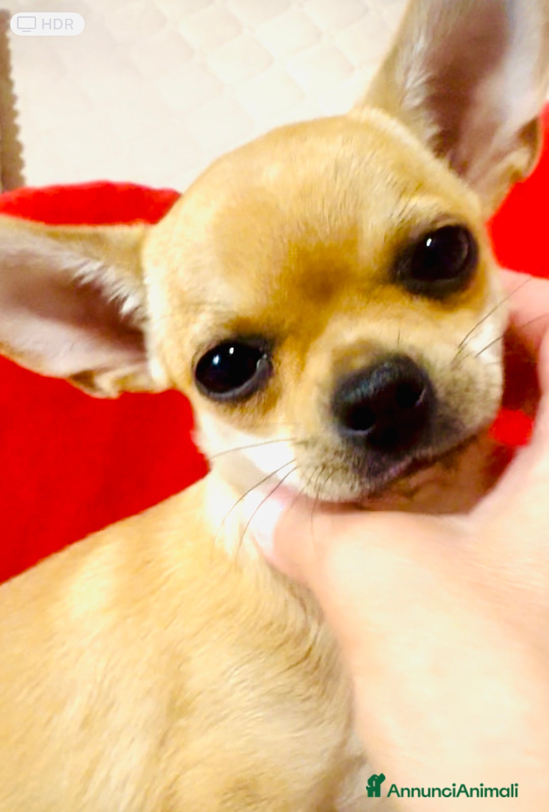 Chihuahua cani in vendita: Maschietto pedigree Enci/Fci RIMBORSO SPESE a Città metropolitana di Roma Capitale - Immagine 8