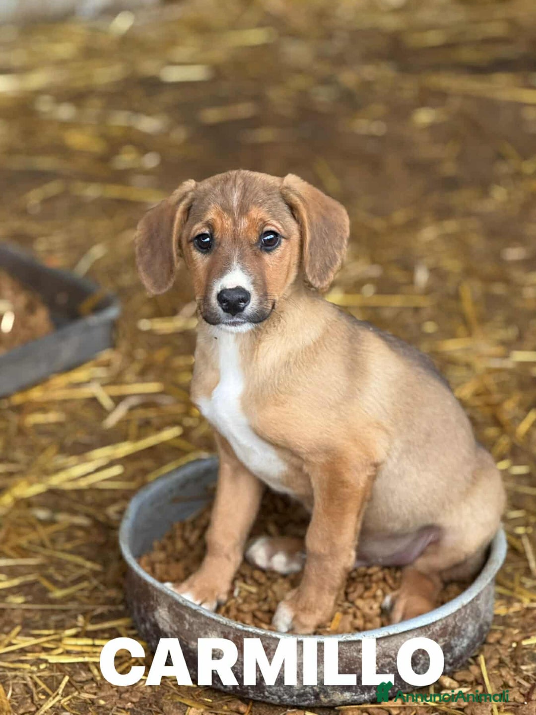 Meticcio cani in regalo: CARMILLO, cucciolo simpaticissimo! 3 MESI E MEZZO. - Annuncio 5