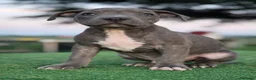 Pitbull cani in vendita: Cucciolo di Pit Bull Blue Brindle anche a rate - Annuncio 11