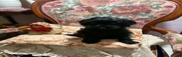 Maltipoo cani in vendita: Cuccioli Maltipoo - Annuncio 10