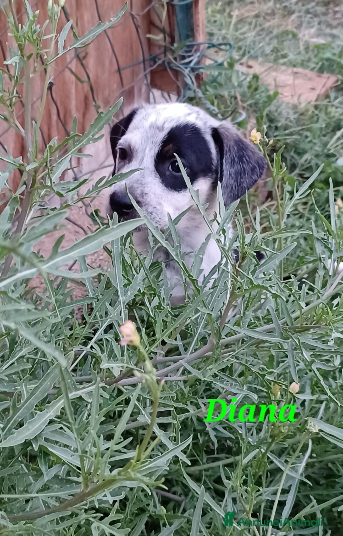 Meticcio cani Meravigliosi cuccioli in adozione - Annuncio 31