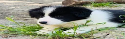 Border Collie cani in vendita: Cuccioli di razza Border Collie - Annuncio 2