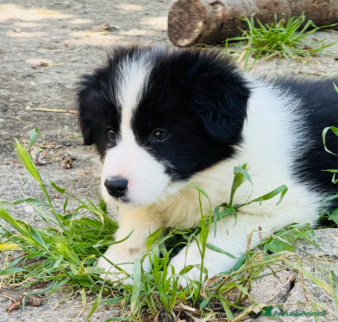 Border Collie cani in vendita: Cuccioli di razza Border Collie - Annuncio 2