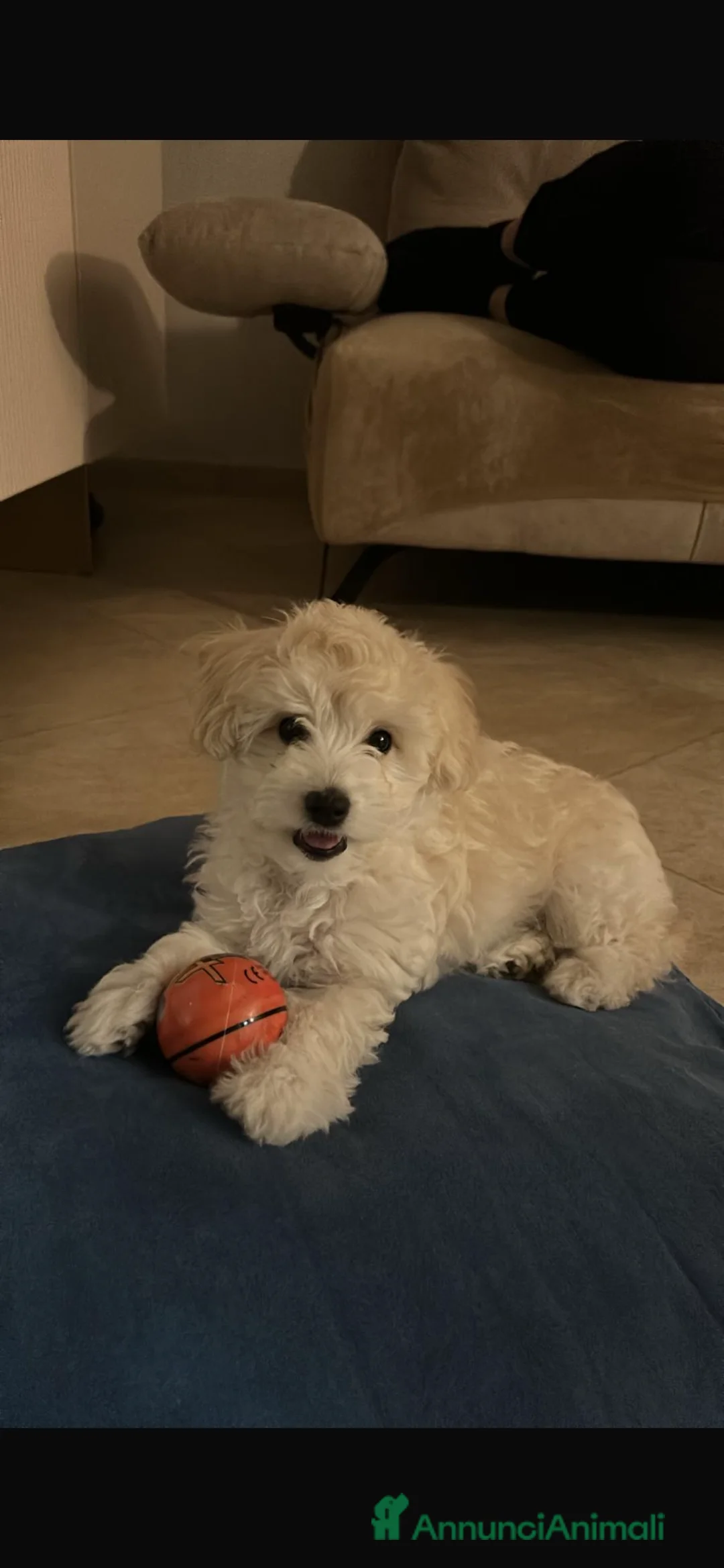 Maltipoo cani in vendita: Cucciola di Maltipoo  - Annuncio 1